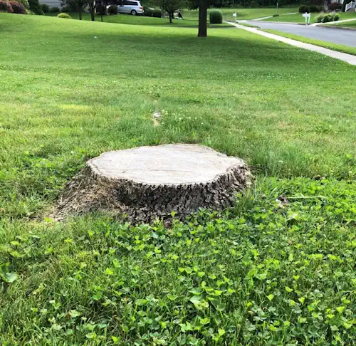 A tree stump in a Shepparton home waiting for stump grinding