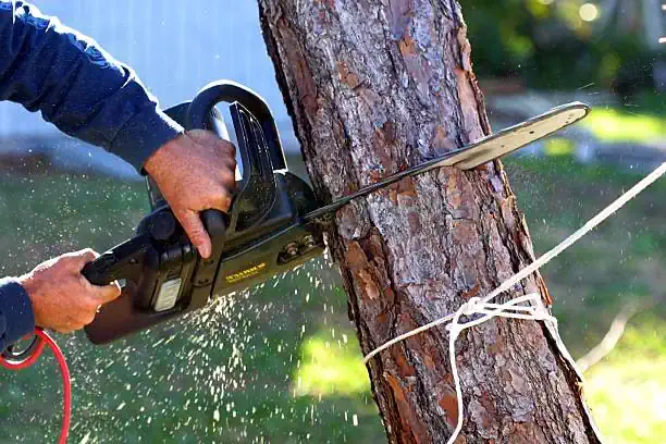 Tree being removed and lopped in Shepparton